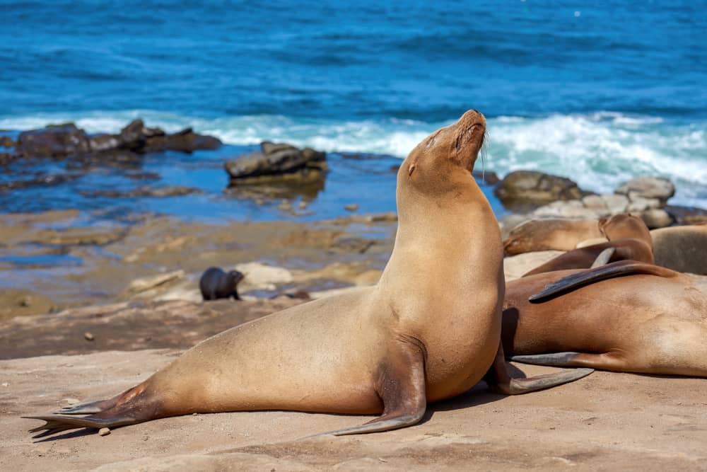 San Diego La Jolla Seals