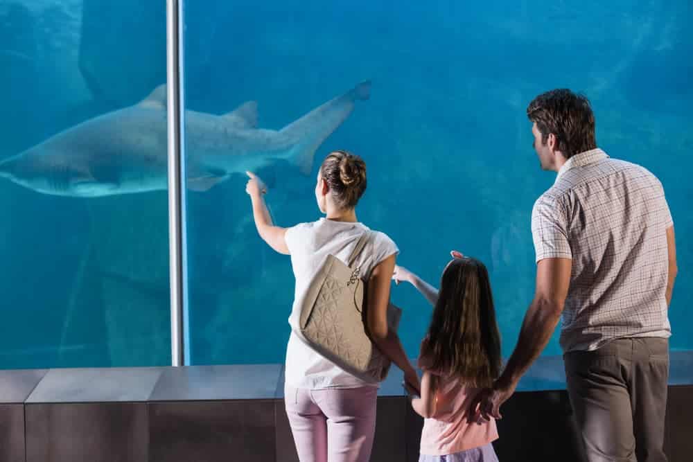 mother, father and daughter pointing at a shark at the Aquarium